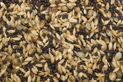 papa bun  - semintein.jpg